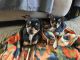 Chihuahua Puppies for sale in Dunn, NC, USA. price: NA