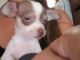 Chihuahua Puppies for sale in Kings Mountain, NC 28086, USA. price: $300