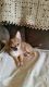 Chihuahua Puppies for sale in Claxton, GA 30417, USA. price: NA
