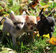 Chihuahua Puppies for sale in Richmond, IL 60071, USA. price: NA