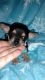 Chihuahua Puppies for sale in Fort Mitchell, KY, USA. price: $1,000