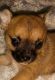 Chihuahua Puppies for sale in Summerfield, FL 34491, USA. price: NA