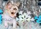 Chihuahua Puppies for sale in Mechanicsville, VA, USA. price: NA