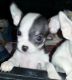 Chihuahua Puppies for sale in Colorado Blvd, Denver, CO, USA. price: NA