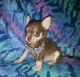 Chihuahua Puppies for sale in Florida Ave, Miami, FL 33133, USA. price: NA