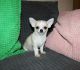 Chihuahua Puppies for sale in NC-54, Burlington, NC 27215, USA. price: NA