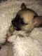 Chihuahua Puppies for sale in California Ave, South Gate, CA 90280, USA. price: NA