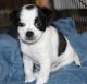 Chihuahua Puppies for sale in Alexandria, MN 56308, USA. price: $300