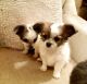 Chihuahua Puppies for sale in Peachtree Rd NE, Atlanta, GA, USA. price: $300
