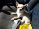 Chihuahua Puppies for sale in Peachtree Rd NE, Atlanta, GA, USA. price: $250