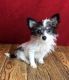 Chihuahua Puppies for sale in Canton, OH, USA. price: NA