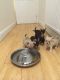 Chihuahua Puppies for sale in Coffeyville, KS 67337, USA. price: NA