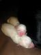 Chihuahua Puppies for sale in New London, IA 52645, USA. price: NA