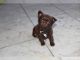 Chihuahua Puppies for sale in Westerville, OH, USA. price: NA