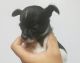 Chihuahua Puppies for sale in Mesa, AZ 85209, USA. price: NA