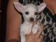 Chihuahua Puppies for sale in Idaho Falls, ID, USA. price: NA