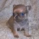 Chihuahua Puppies for sale in SC-14, Fountain Inn, SC 29644, USA. price: NA