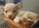 Chihuahua Puppies for sale in Maricopa, AZ, USA. price: $200