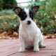 Chihuahua Puppies for sale in TX-249, Houston, TX, USA. price: NA