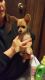 Chihuahua Puppies for sale in Braham, MN 55006, USA. price: NA