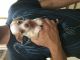 Chihuahua Puppies for sale in North Fort Myers, FL, USA. price: NA