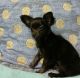 Chihuahua Puppies for sale in Chesapeake, VA, USA. price: $1,000