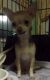 Chihuahua Puppies for sale in Steubenville, OH, USA. price: $600