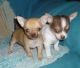 Chihuahua Puppies for sale in California Automobile Museum, 2200 Front St, Sacramento, CA 95818, USA. price: NA