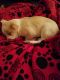 Chihuahua Puppies for sale in Monroe, MI, USA. price: NA