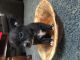 Chihuahua Puppies for sale in Shreve, OH 44676, USA. price: NA