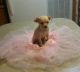 Chihuahua Puppies for sale in Neal Davis Rd, Thompsonville, IL 62890, USA. price: NA