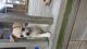 Chihuahua Puppies for sale in Appling, GA 30802, USA. price: NA