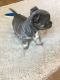 Chihuahua Puppies for sale in Chesterfield, VA 23832, USA. price: NA