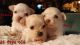 Chihuahua Puppies for sale in Cochranville, PA 19330, USA. price: NA