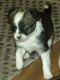 Chihuahua Puppies for sale in Graham, WA 98338, USA. price: NA