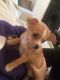 Chihuahua Puppies for sale in MD-355, Bethesda, MD, USA. price: NA