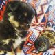 Chihuahua Puppies for sale in Minneapolis, MN 55411, USA. price: NA