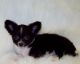 Chihuahua Puppies for sale in Bloomington, ID 83223, USA. price: NA
