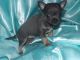 Chihuahua Puppies for sale in Shawnee, OK, USA. price: NA