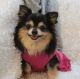Chihuahua Puppies for sale in Elkhart Lake, WI, USA. price: NA