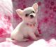 Chihuahua Puppies for sale in Austin St, Corpus Christi, TX, USA. price: NA