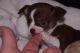 Chihuahua Puppies for sale in Riverside, CA 92509, USA. price: $1,500