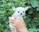 Chihuahua Puppies for sale in Riverside, CA 92509, USA. price: $2,500