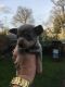 Chihuahua Puppies for sale in SC-14, Fountain Inn, SC 29644, USA. price: NA