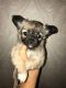 Chihuahua Puppies for sale in Jackson, MS, USA. price: NA