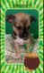 Chihuahua Puppies for sale in Albany, OR, USA. price: NA