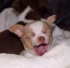 Chihuahua Puppies for sale in Riverside, CA 92509, USA. price: $1,600