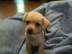 Chihuahua Puppies for sale in Brooksville, FL 34601, USA. price: NA