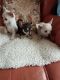 Chihuahua Puppies for sale in St. Louis, MO, USA. price: $720