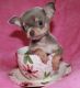 Chihuahua Puppies for sale in IL-59, Plainfield, IL, USA. price: NA